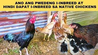 Ano ang Pwedeng I-inbreed at Hindi Dapat I-inbreed sa Native Chickens?