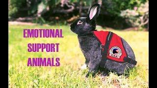 Rabbits As Emotional Support Animals