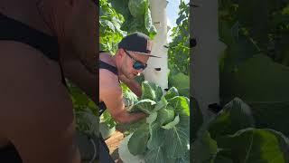 Growing #strawberries   , bock choy, cabbage, and flowers on aeroponics flowers. #verticalfarming