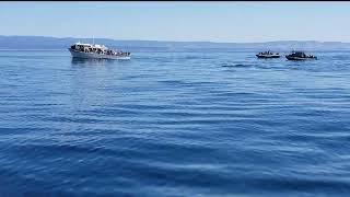 Monterey whales watching 美国加州海上观鲸