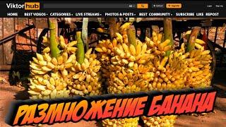 Размножение Банана в домашних условиях