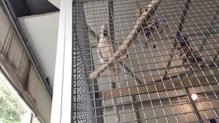 Abnormal repetitive behavior with a Moluccan Cockatoo