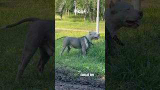 Скоро мы все уйдём из ютуба #amstaff #pitbull #dog #гуляем #семья #собака #прогулка #топ #тренировка