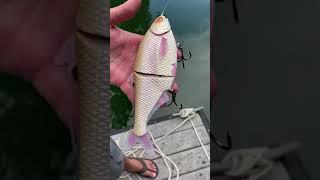 Swimbait Review- Phoney Frog Shad Glide