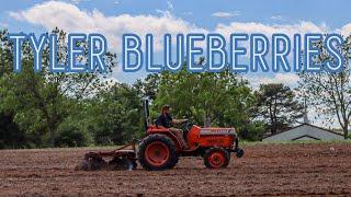 Tyler Blueberry Farm | East Texas Local Business