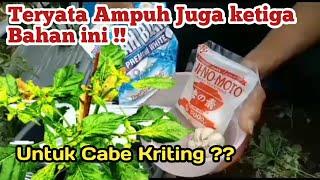 *Tampa Ribet !! Kenapa Daun Cabai Keriting,dan Cara Mengatasi nya.