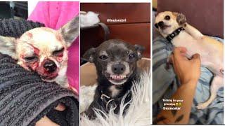 MREVIATAR TIKTOK COMPILATION CHIHUAHUA | Niki the angry chihuahua dog | #chihuahua #mreviatar