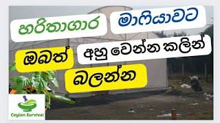 මුදල් හූරගෙන කන හරිතාගාර හොරුන්ගෙන් පරෙස්සම් වෙන්න.|Polytunnel Scam Srilanka |Ceylon Survival