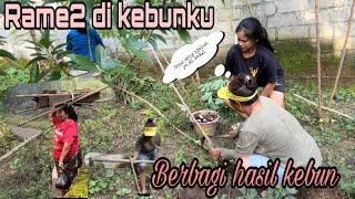 Blusukan  Rame2 di Kebun Berkahku Berbagi Apa Saja yg Ada di Kebun