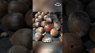 Why Do Some Acorns Have Holes Drilled Into Their Sides?