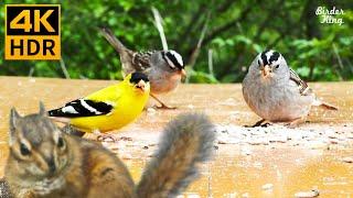 Cat TV for Cats to Watch  Cute birds, chipmunks and squirrels  8 Hours(4K HDR)