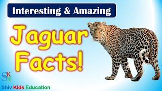 Jaguar facts animal|jaguar facts for kids|Animal facts guide|jaguar facts rainforest|jaguar facts