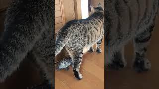 自分を猫だと思っているスケボー亀【A skateboarding turtle that thinks it's a cat】