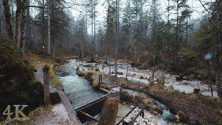 Walk in magic forest with snowfall and river sounds near Ramsau in Bavaria 4K