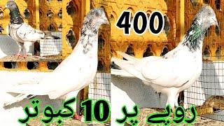 Kabootar for sale in sarialamgir jhelum Gujrat Pakistan pigeons for sale in sarialamgir jhelum