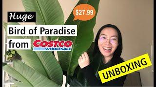 Super Cheap HUGE Bird of Paradise from Costco | Plant Unboxing