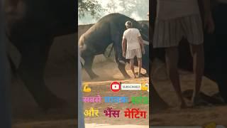 bull jumping and mating Shorts  video//#village #animals #reaction