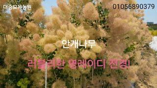러블리한 영레이디 전경