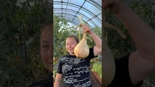 Как вырастить гигантский лук. Пересадка лука