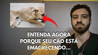 Meu cão está emagrecendo muito, o que pode ser? Descubra agora!