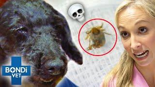 Tick Poison Is Shutting Down All Poodle's Organs  Bondi Vet Clips | Bondi Vet