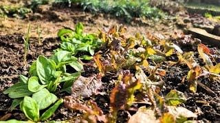 Rundgang im Selbstversorger-Garten Anfang März