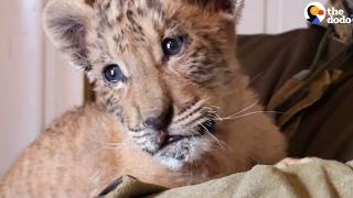 Behind Ligers and Why They Really Shouldn't Exist | The Dodo