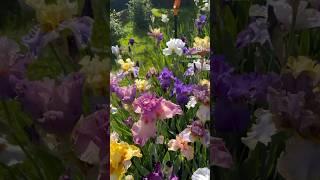 Коллекция ирисов. #ирисы #ирис #сад #garden #iris #irises #flowers #nature