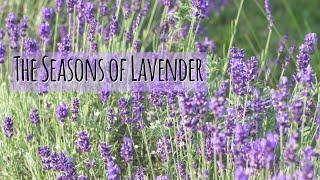 The Seasons of Lavender