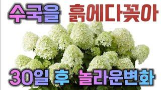 실패 없는 수국 번식법 삽목의 모든 것! 가지 자르는 법부터 최고의 생육 환경까지 수국 잘 키우기