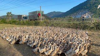 Large-scale duck farming life. Transporting ducks by HUYNDAI truck "Duck camping “ Farm Life “ Ducks