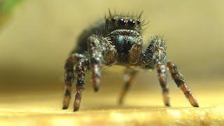 There Are Jumping Spiders In The Fish Room!