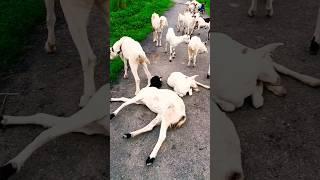 RK goat farming ayodhya ️#bakraeid #bakraeid2025 #bakraeidspecial #bakra #goats #trending#biggoats