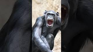 Chimpanzee,tired,yawning,Zoo Videos,Zoo Leipzig,