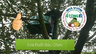 Mô hình đuổi sóc, chim,... bằng loa cho vườn cây ăn trái- 4T FARM