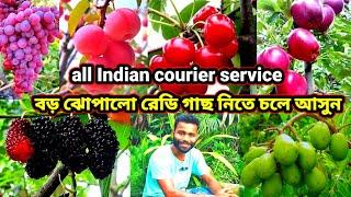 JR mandal nursery// ঝোপালো রেডি গাছ নিতে চলে আসুন