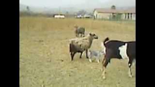 Goat gets ride from sheep