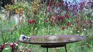 Birds Galore in Angus Stewart's Native Wildflower Garden