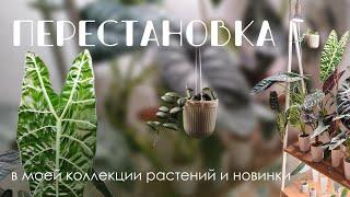 Зеленая перестановка в коллекции комнатных растений.