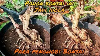 JANGAN BILANG PENGHOBI BONSAI !! KALAU BELUM PUNYA POHON SEPERTI INI !! (pelengkap saja bos )