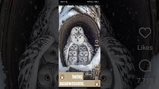 Owls in the snow ️ make nature even more brilliant #ytshorts #dropnite #dropalert #dropmix #shortyz