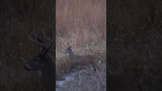 Three Iowa Muzzleloader Bucks, Back to Back to Back!  #whitetaildeer #deerseason #deerhunting