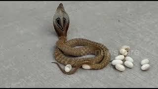 Pregnant Cobra Lays Eggs on Busy Road