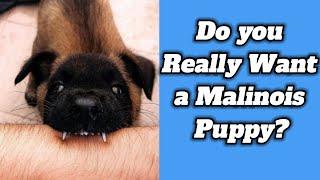 Do You Really Want a Belgian Malinois?!