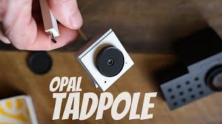 Opal Tadpole - Is it really the best?