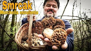 Morel Mushroom / Morchella esculenta / Mushroom hunting