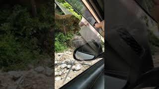 Балуем обезьян сушеным манго по дороге на Хад Рин