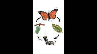 Butterfly Life Cycle | Life Cycle Of A Butterfly