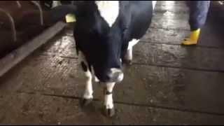 Prevent trauma on your cows while eating - CowSignals