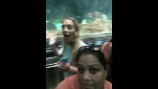 Aiza sea world trip fish Aquarium